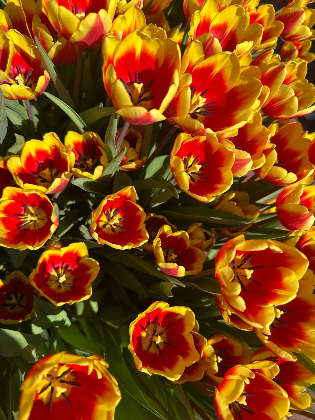 A First-Timer’s Honest Guide to Dutch&nbsp;Spring